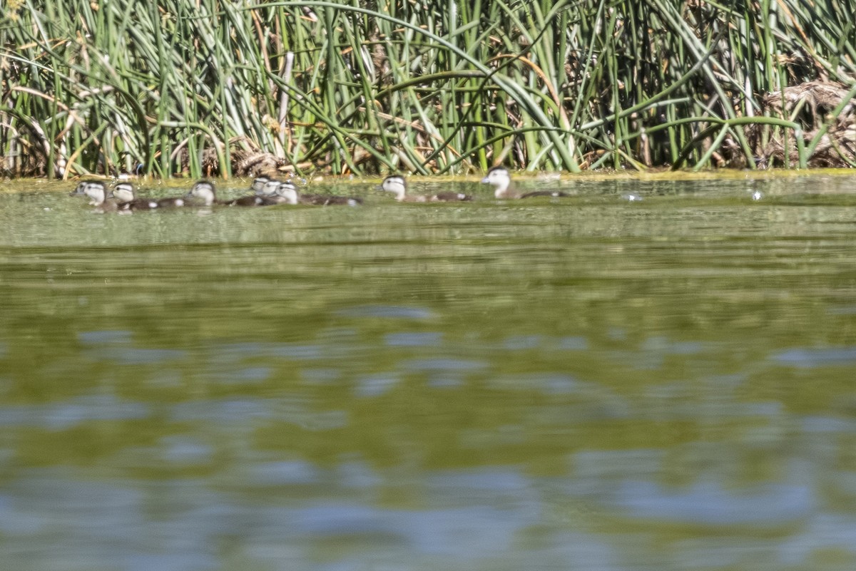 Canard branchu - ML638921818