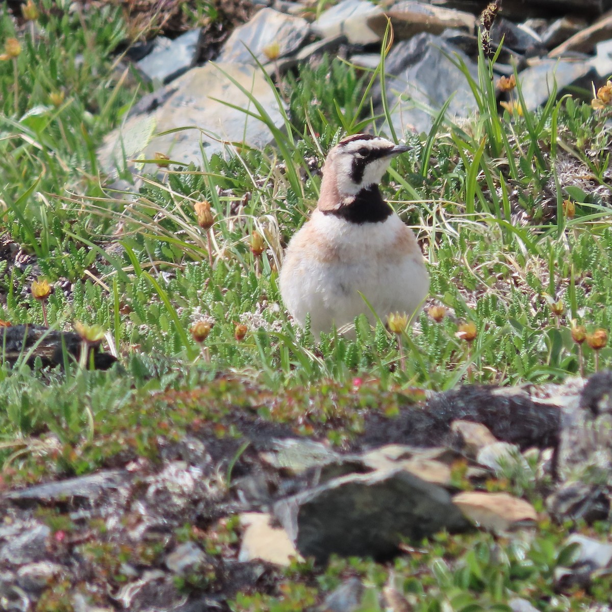 Horned Lark - ML638921820
