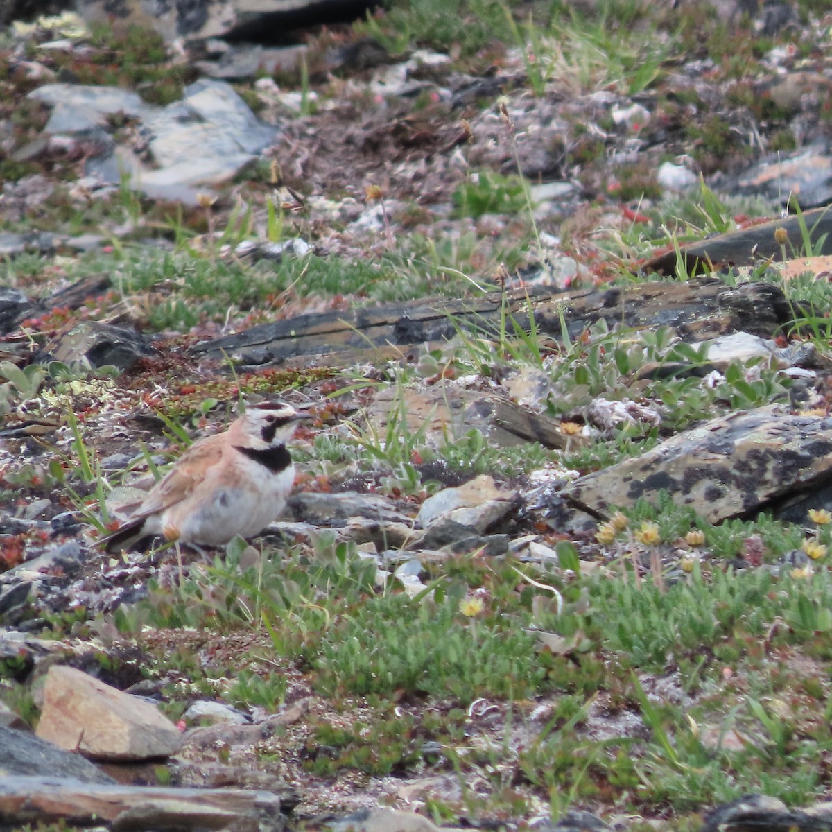 Horned Lark - ML638921828