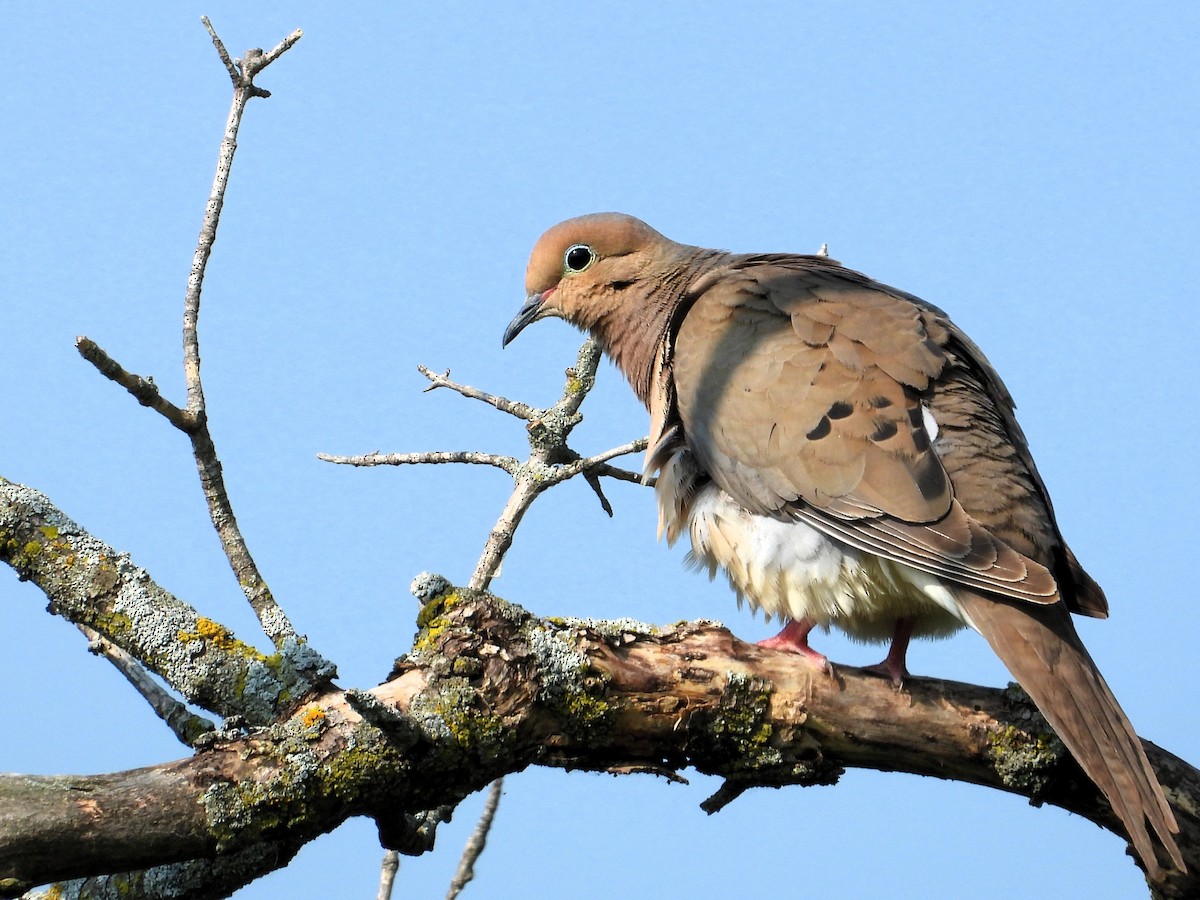 Mourning Dove - ML638921848