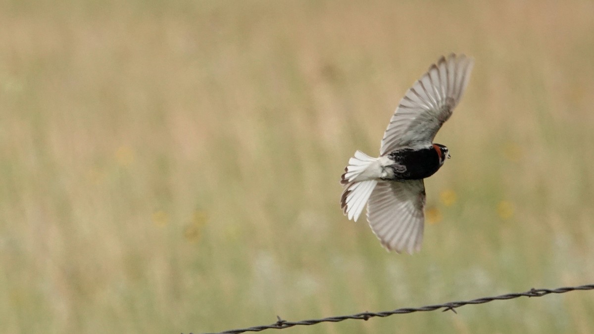 Chestnut-collared Longspur - ML638921890