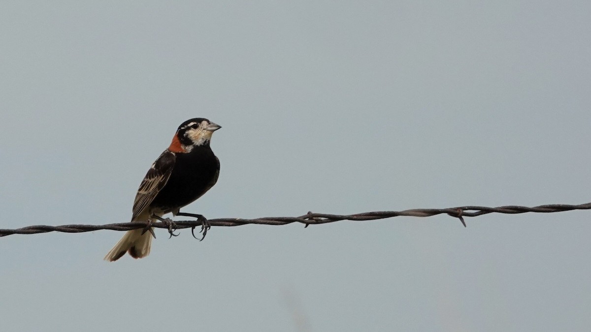 Chestnut-collared Longspur - ML638921900