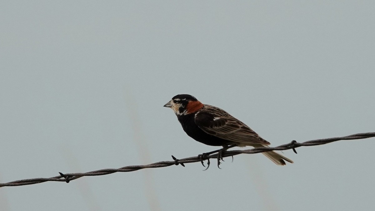 Chestnut-collared Longspur - ML638921903