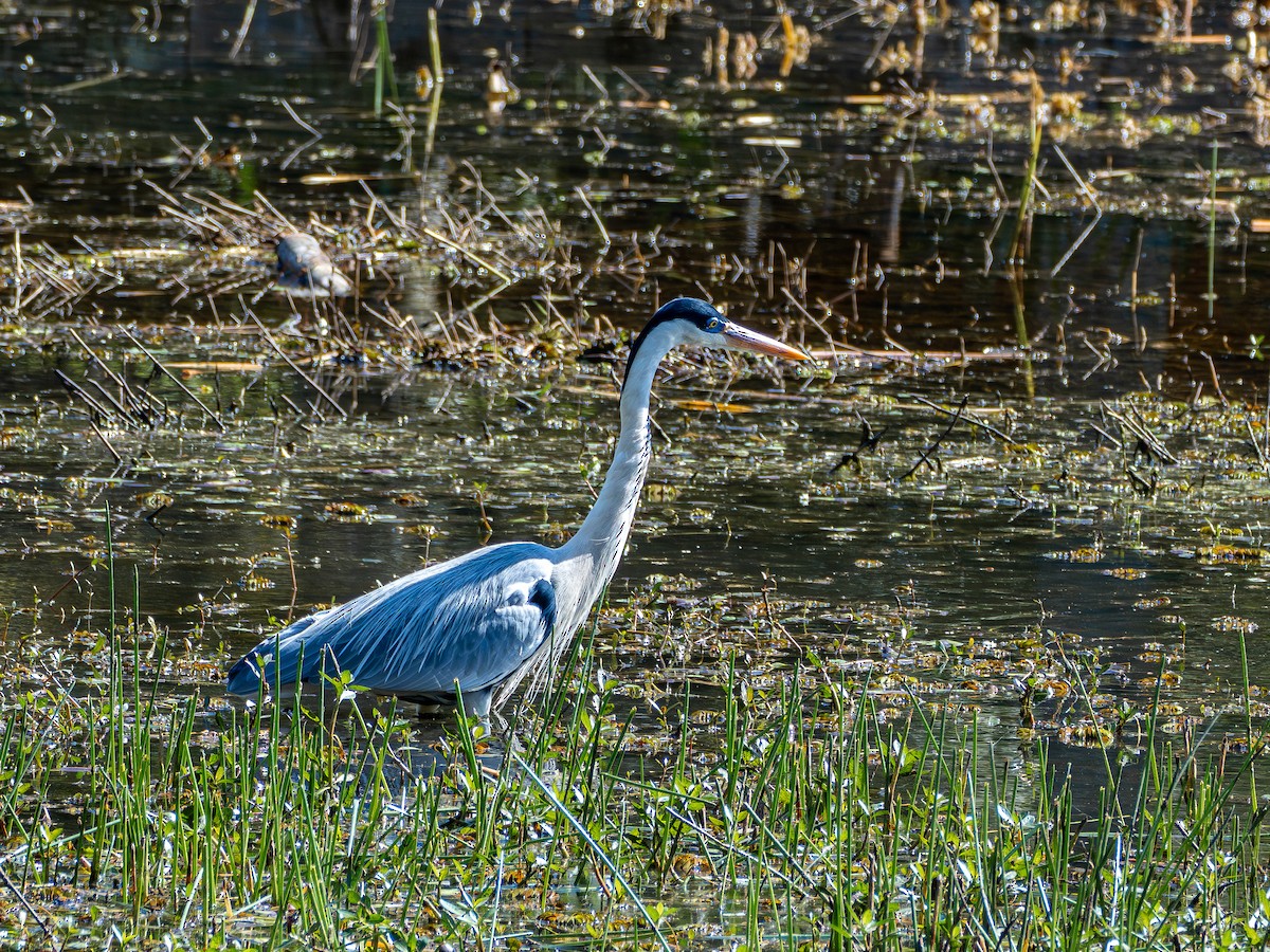 Cocoi Heron - ML638921907
