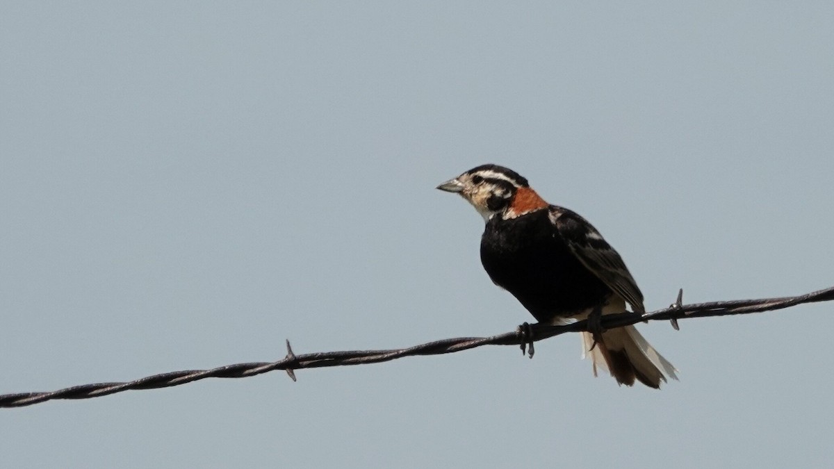 Chestnut-collared Longspur - ML638921912