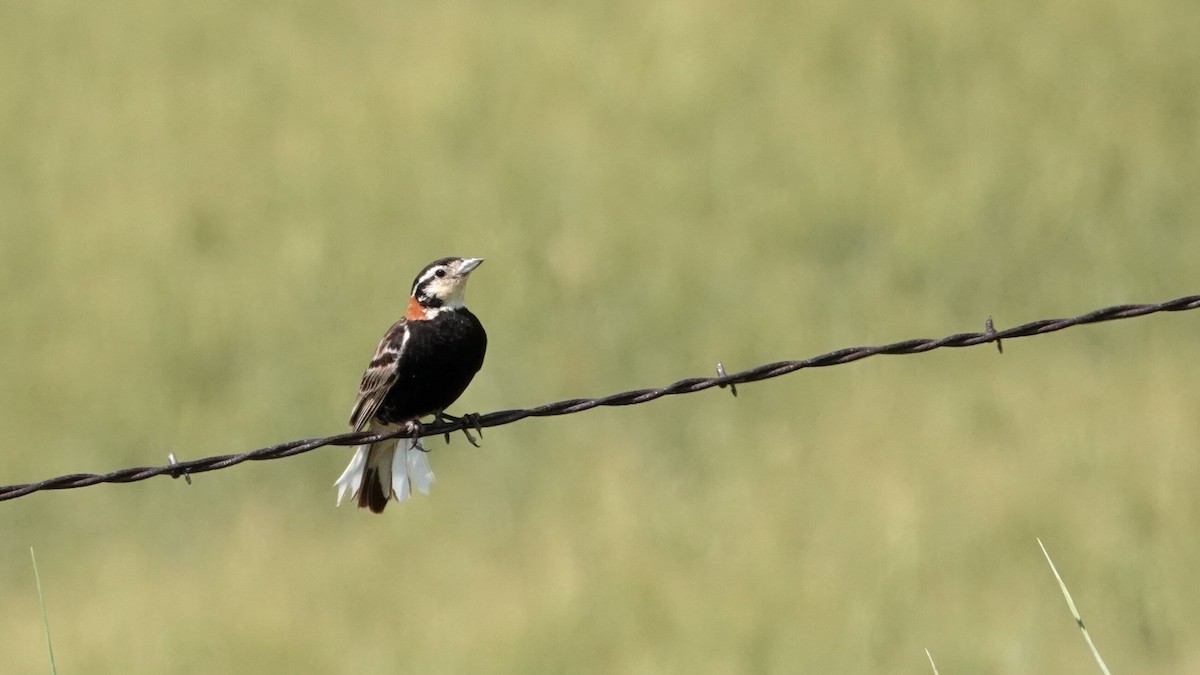 Chestnut-collared Longspur - ML638921913