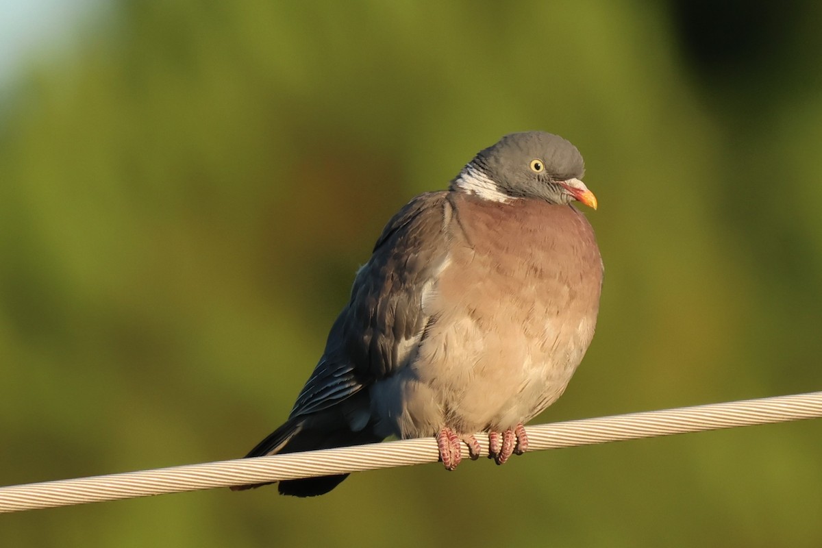 Common Wood-Pigeon - ML638921922