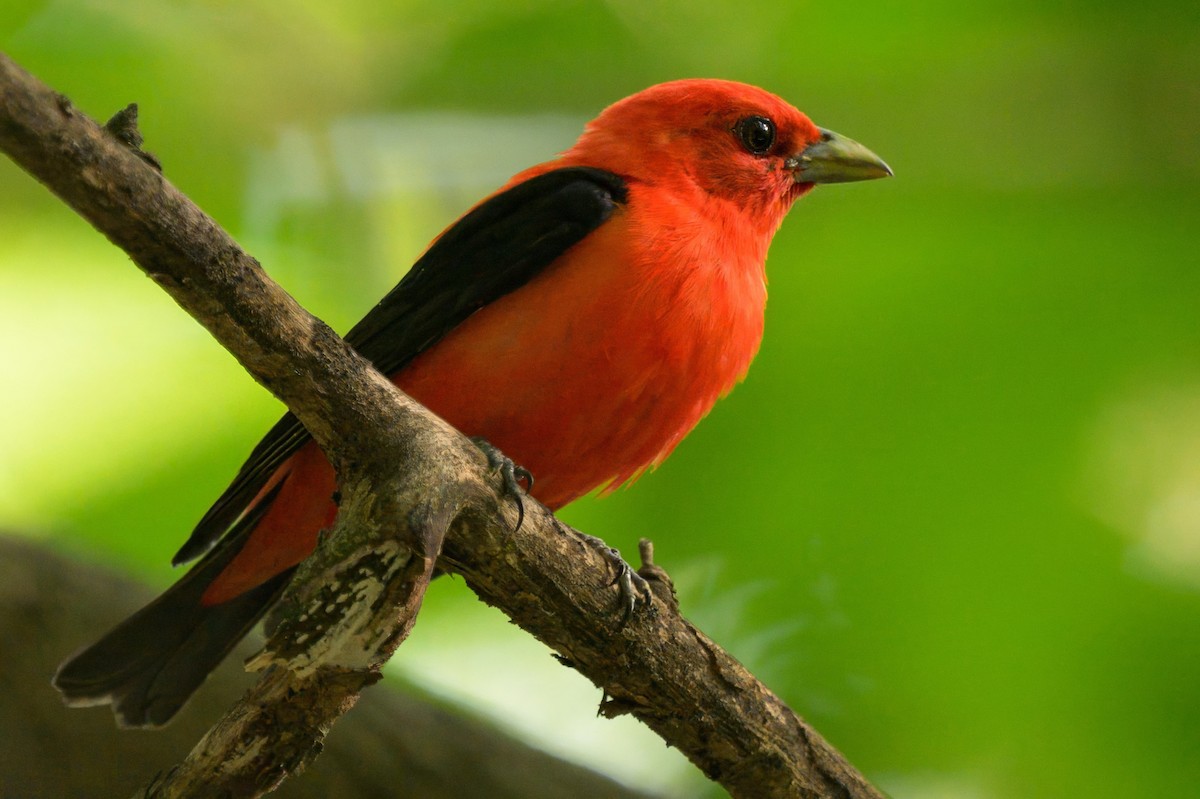 Scarlet Tanager - ML638921924