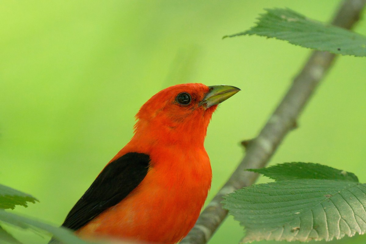 Scarlet Tanager - ML638921926