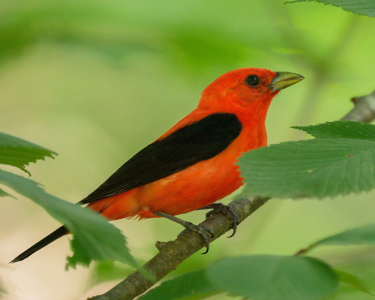 Scarlet Tanager - ML638921928