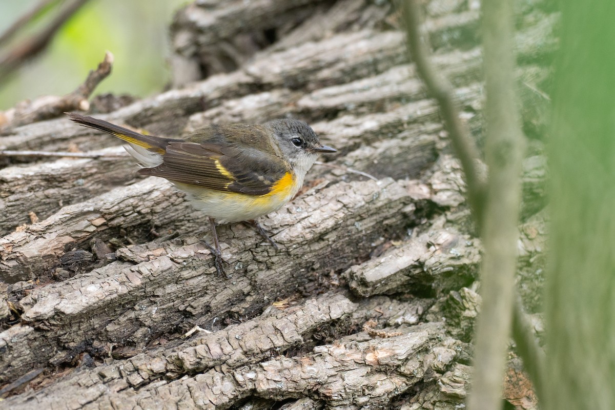 Горихвостковая древесница - ML638921965