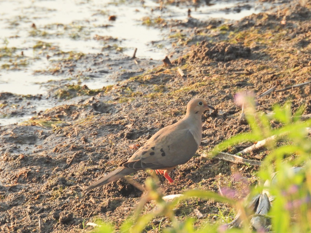 Mourning Dove - ML638921966
