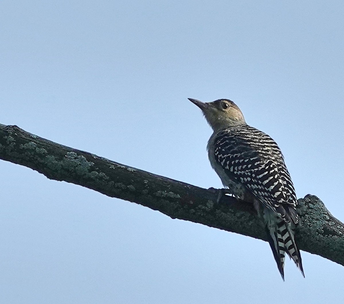 Red-bellied Woodpecker - ML638921978