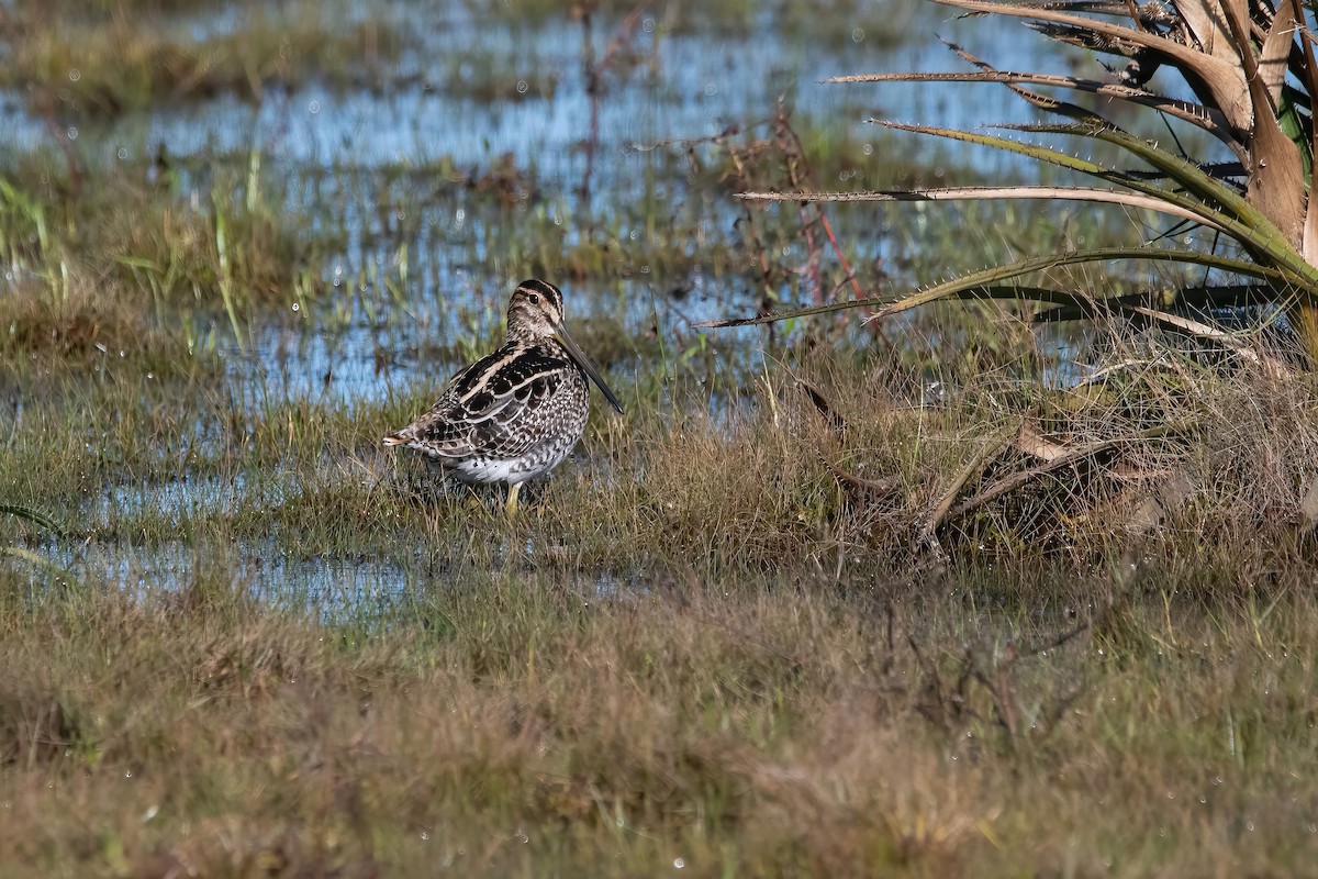 Pantanal Snipe - ML638921989