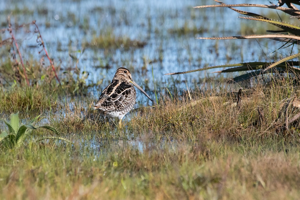 Pantanal Snipe - ML638921991