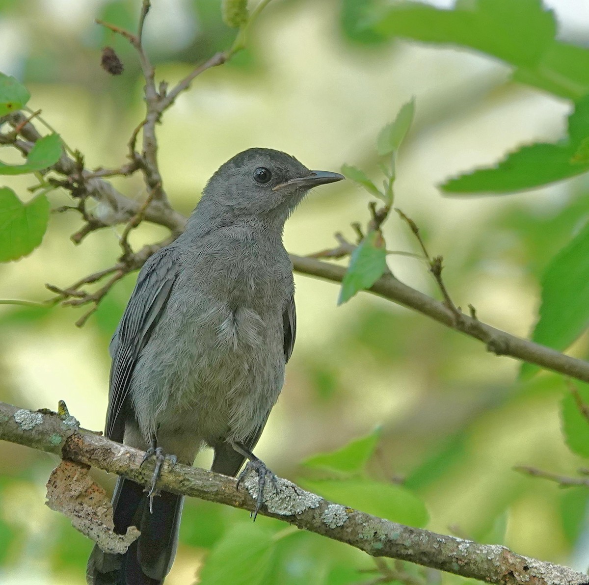 Gray Catbird - ML638921992