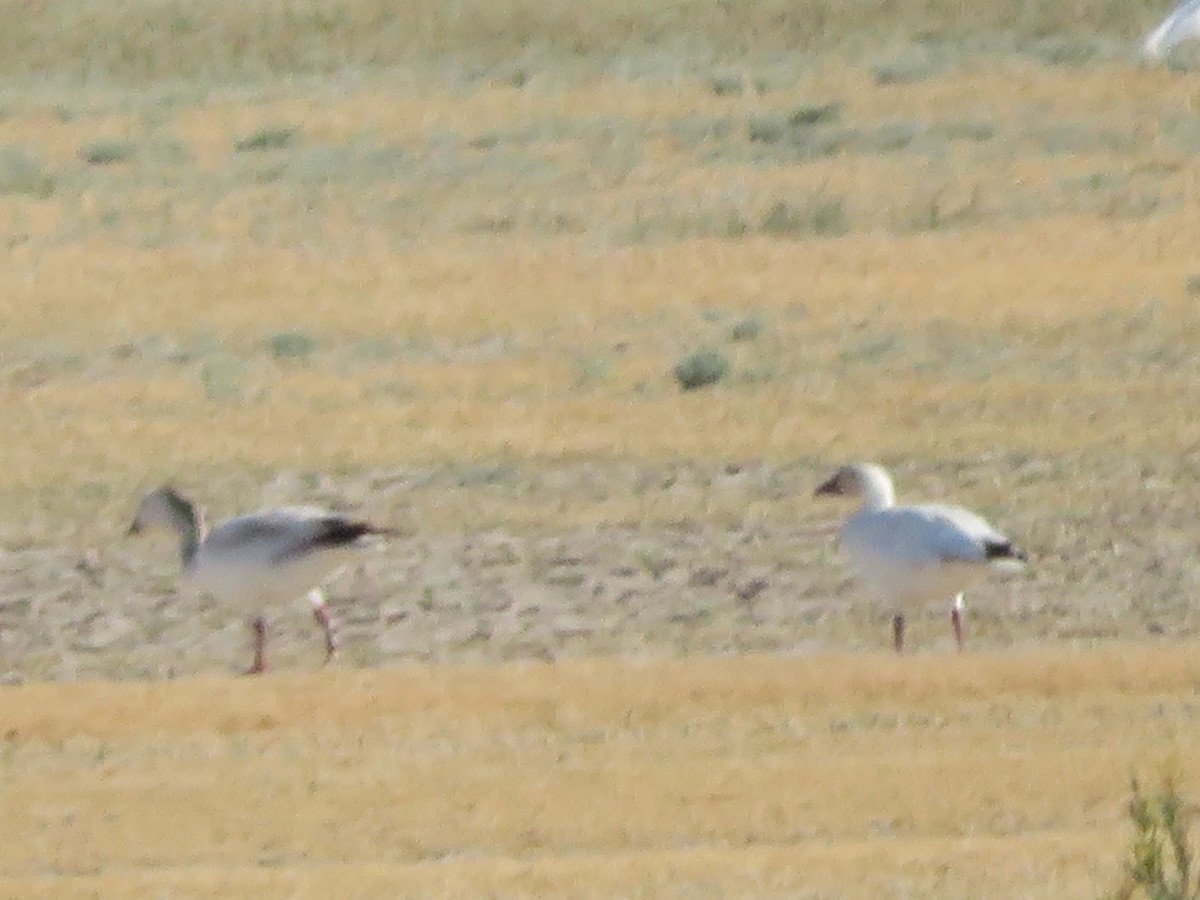 Snow Goose - ML638922010