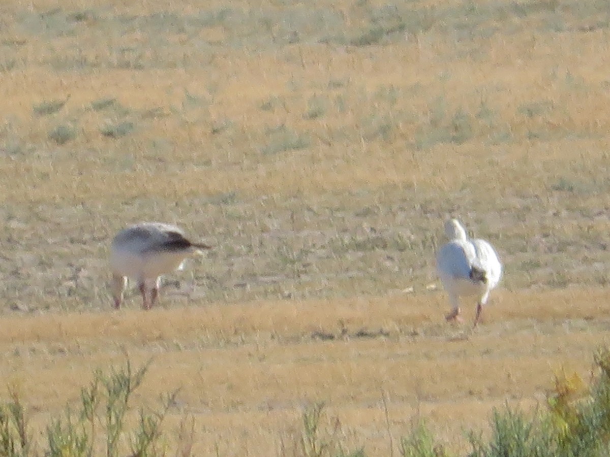 Snow Goose - ML638922012