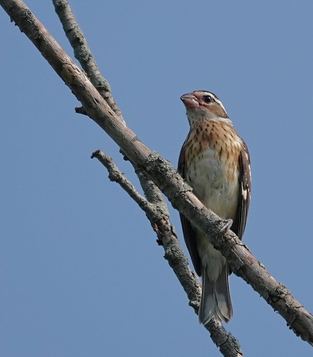 Rose-breasted Grosbeak - ML638922015
