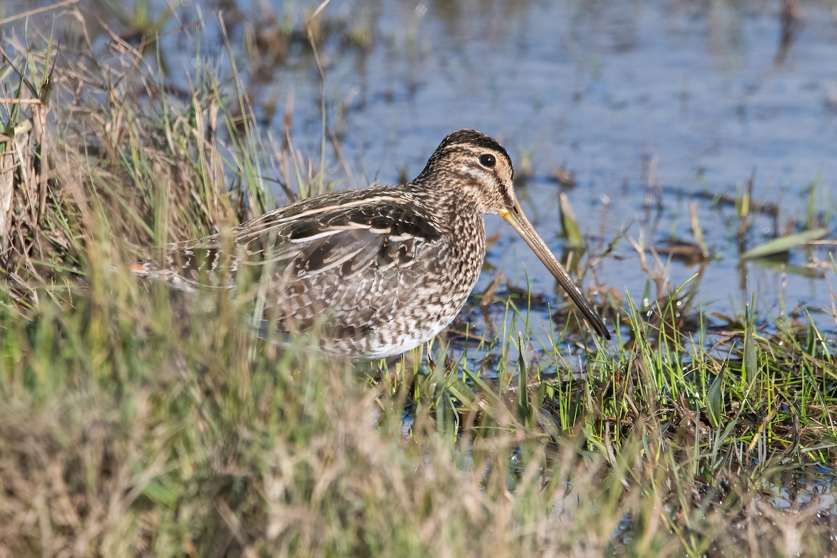 Pantanal Snipe - ML638922019