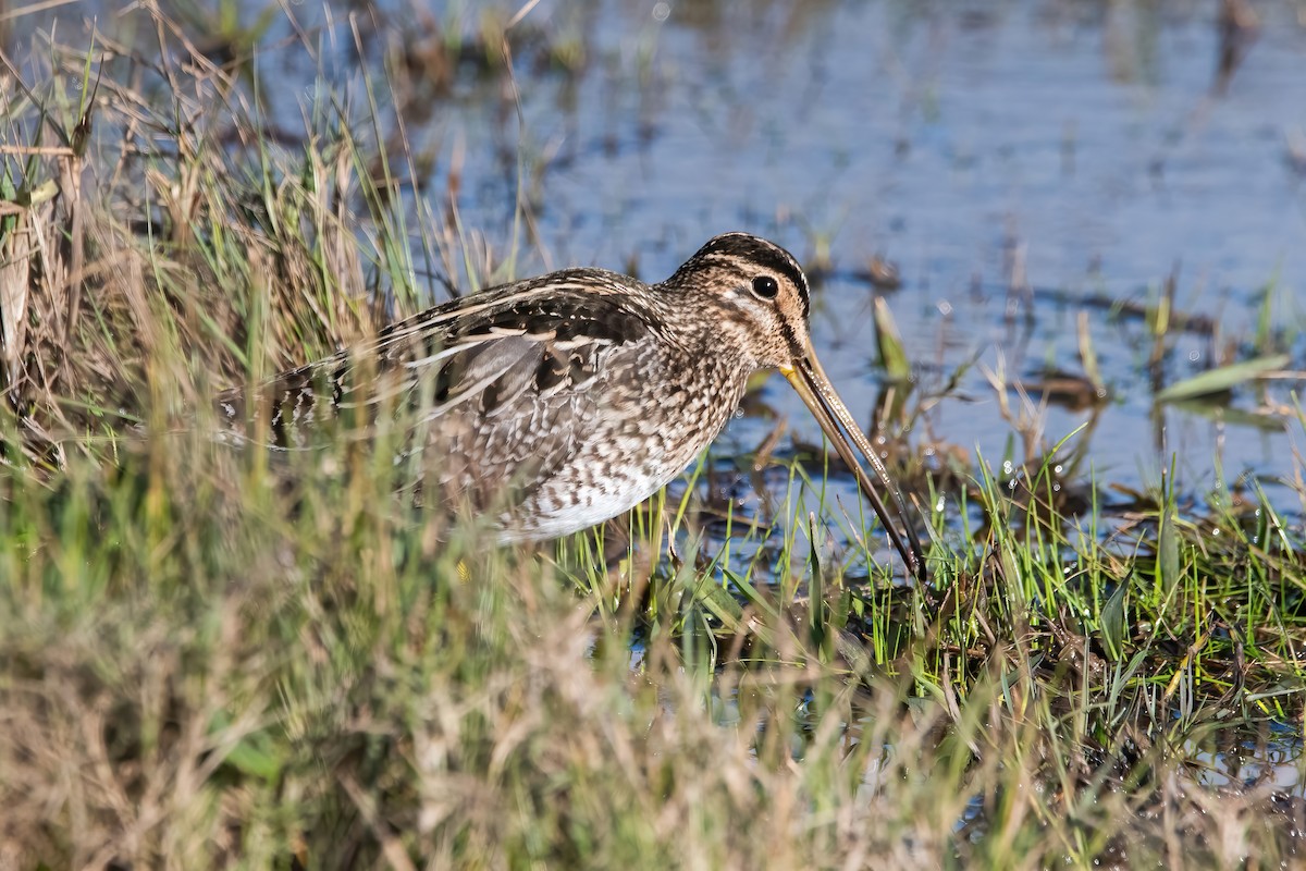 Pantanal Snipe - ML638922020
