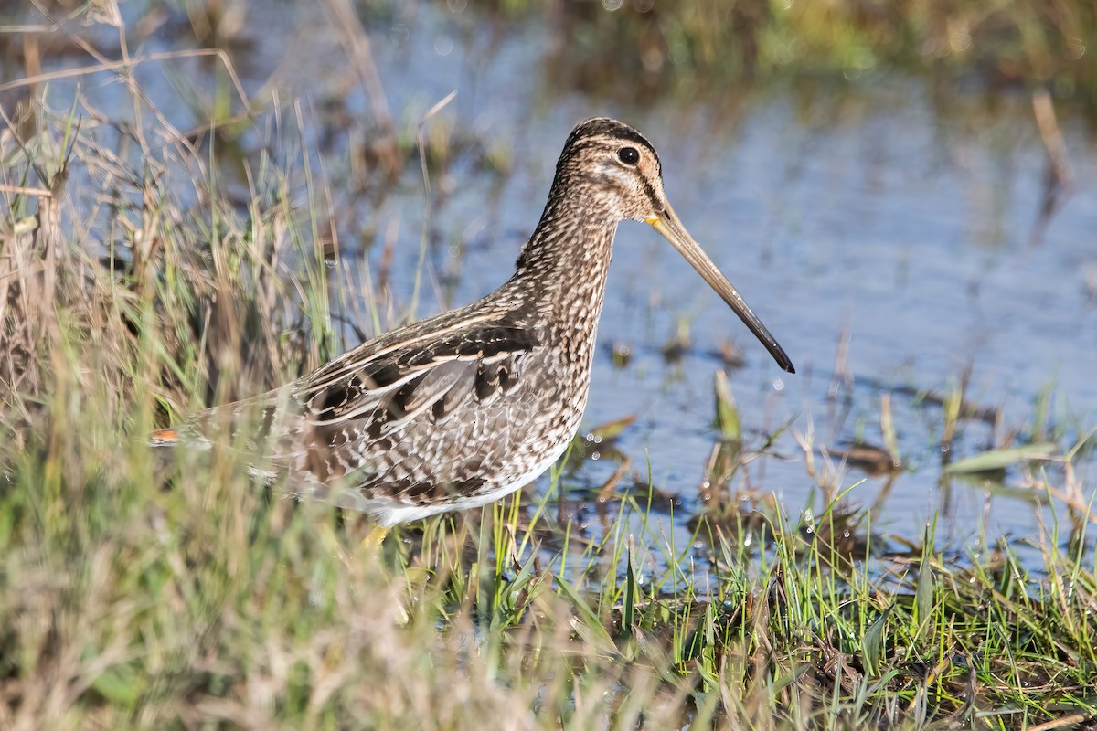 Pantanal Snipe - ML638922021