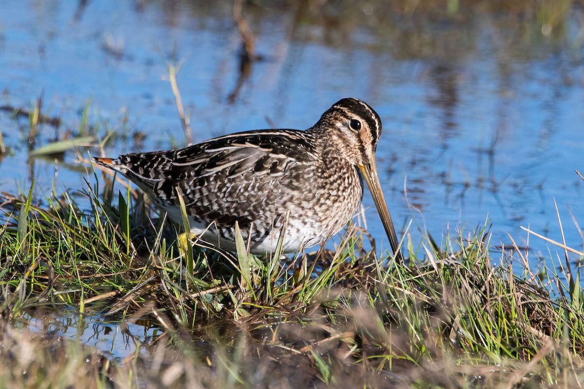 Pantanal Snipe - ML638922023