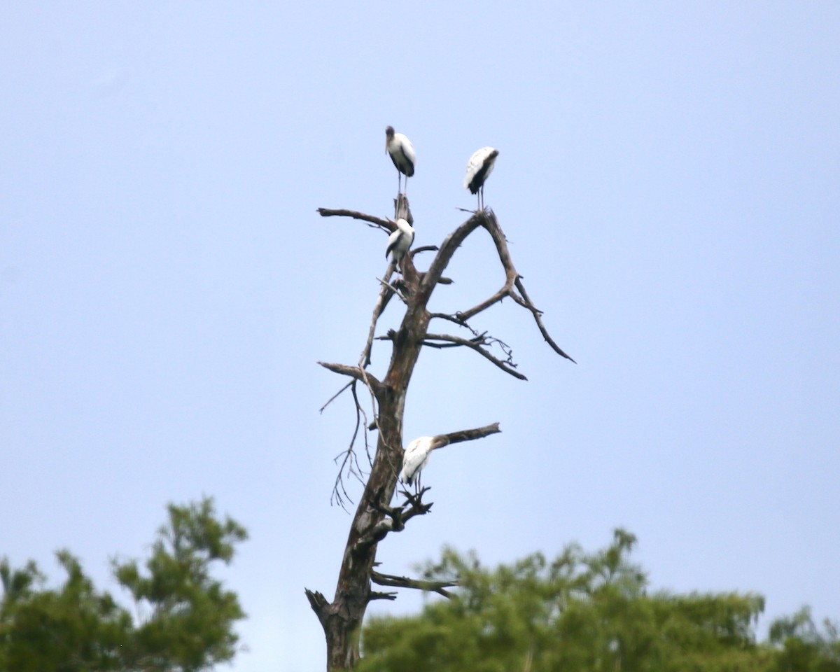 amerikastork - ML638922027