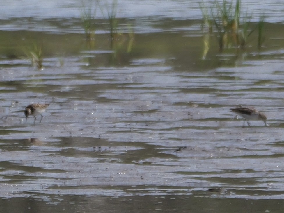 pygmésnipe - ML638922031