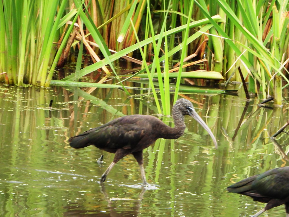 bronseibis - ML638922034