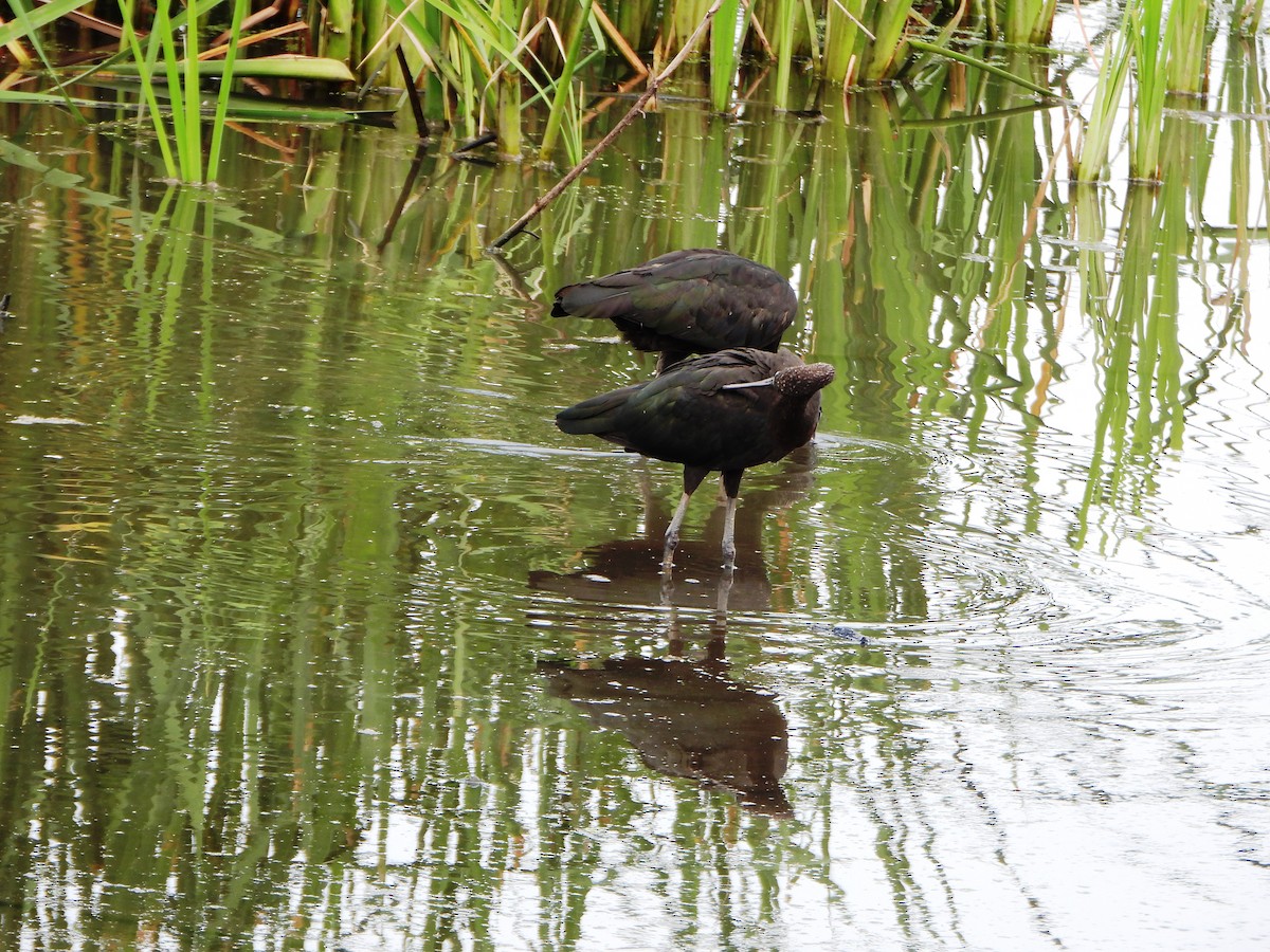 bronseibis - ML638922035
