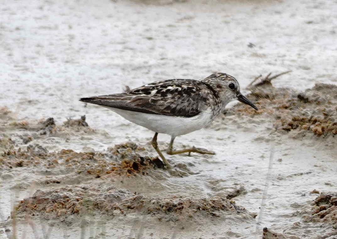 pygmésnipe - ML638922042