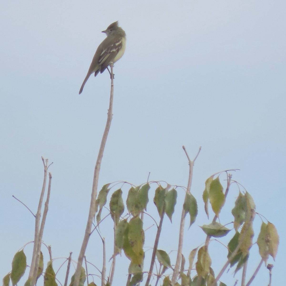gulbukelenia - ML638922051