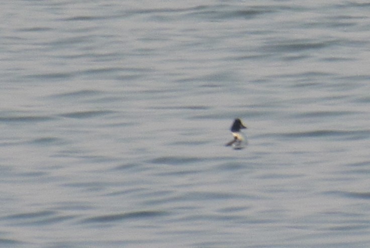 Common Goldeneye - ML638922095