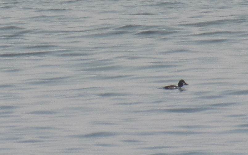 Common Goldeneye - ML638922100
