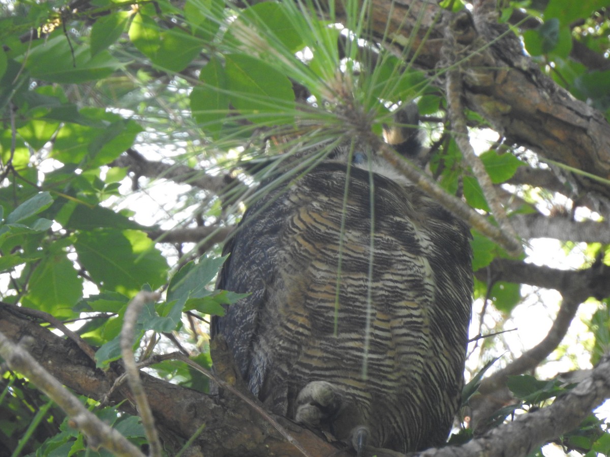 Great Horned Owl - ML638922120