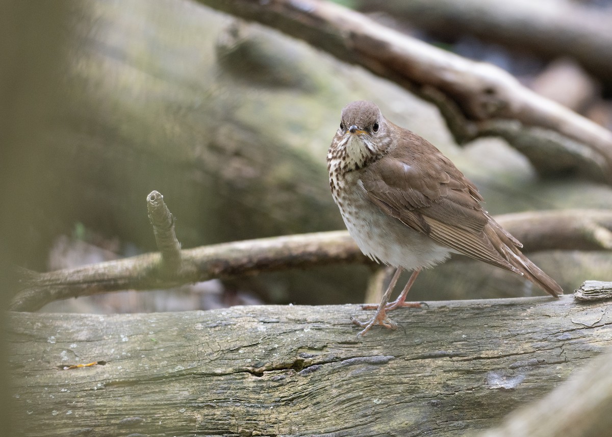 Gray-cheeked Thrush - ML638922136