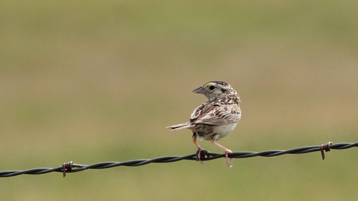 Grasshopper Sparrow - ML638922157