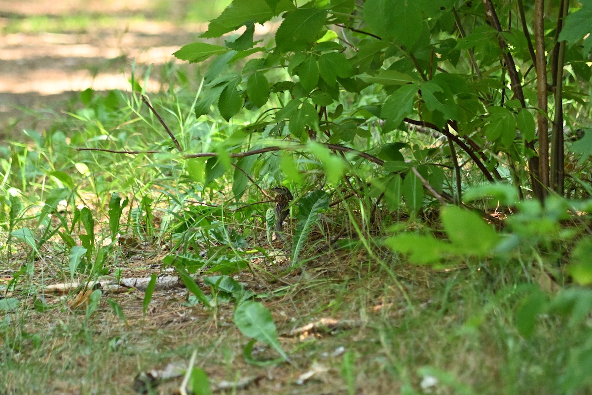 Chipping Sparrow - ML638922159