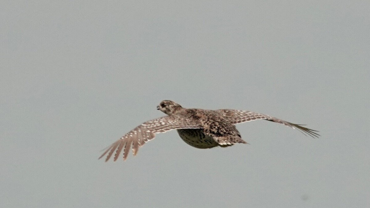Sharp-tailed Grouse - ML638922163