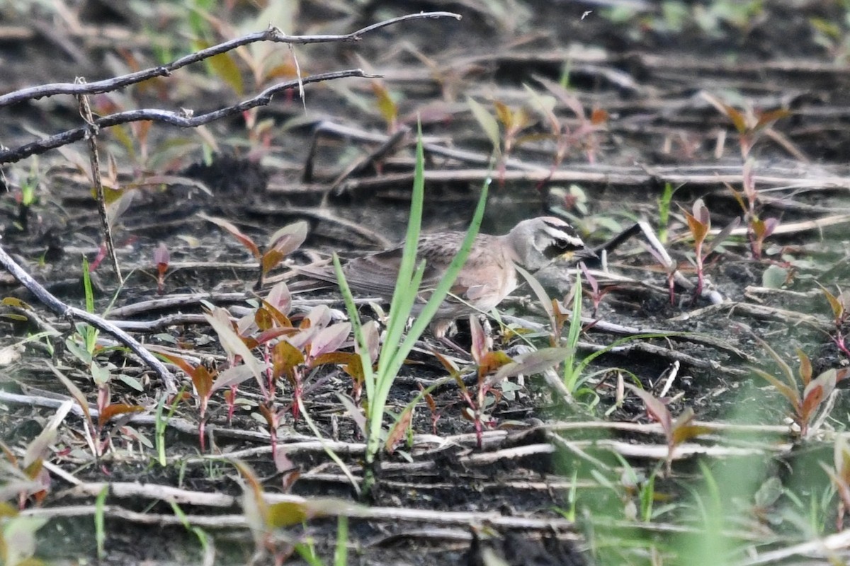 Horned Lark - ML638922177