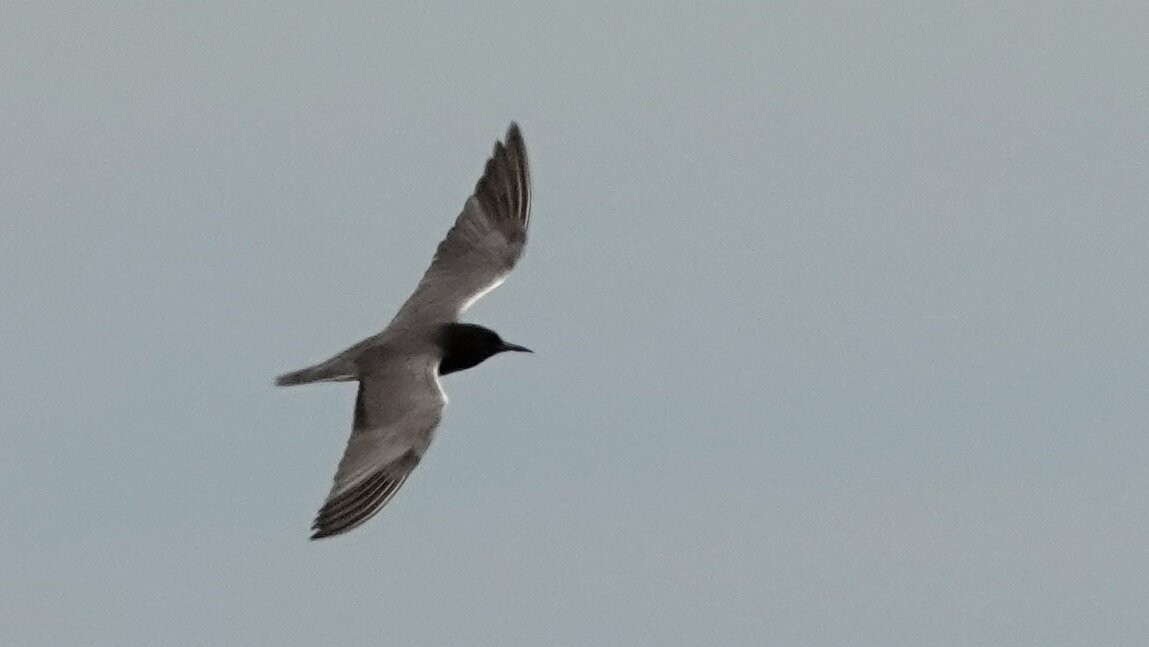 Black Tern - ML638922179
