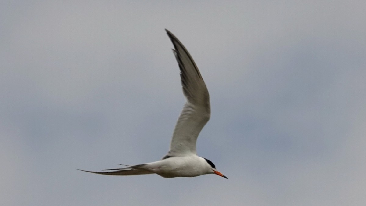 Forster's Tern - ML638922185
