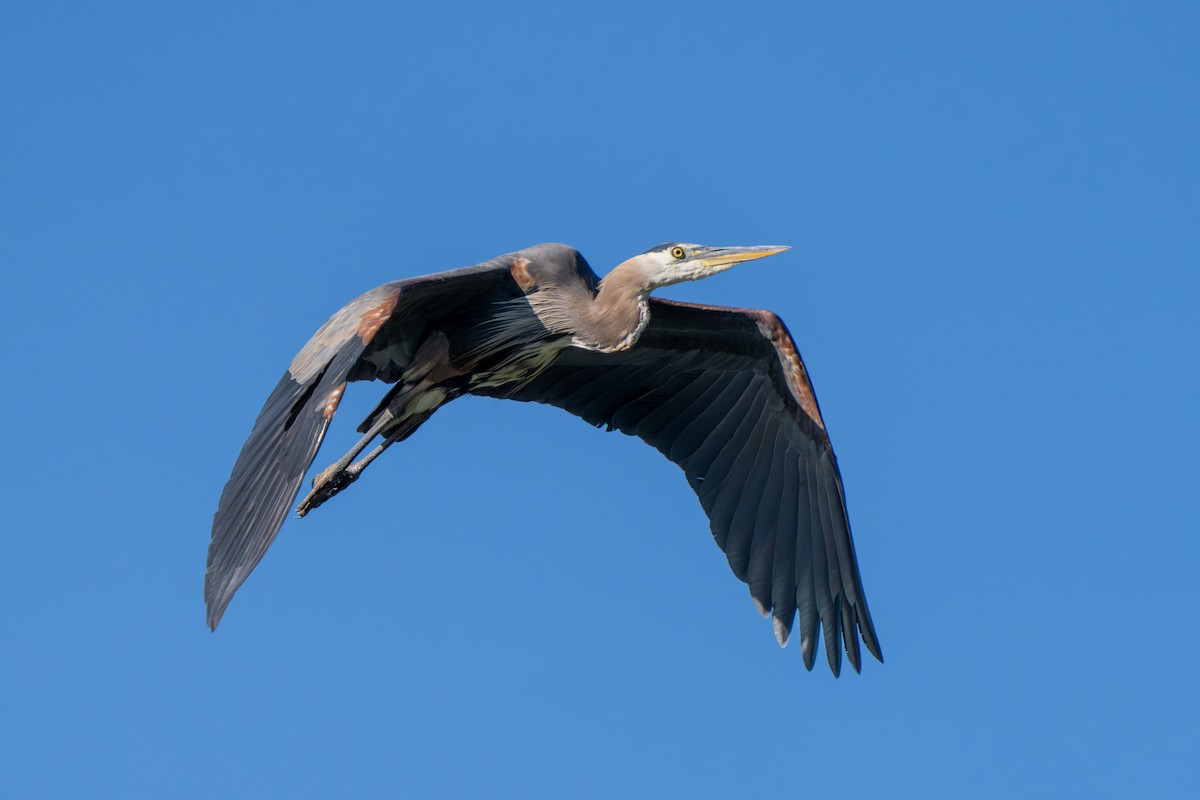 Great Blue Heron - ML638922305