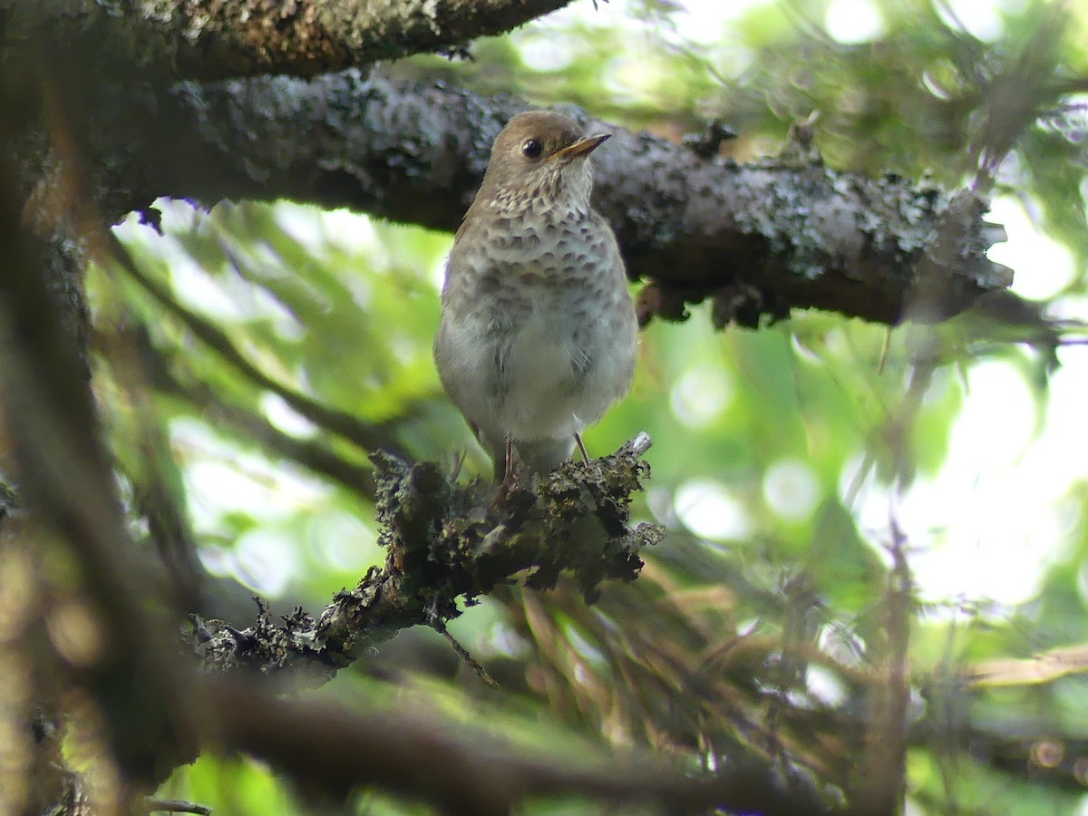 Bicknell's Thrush - ML638922307