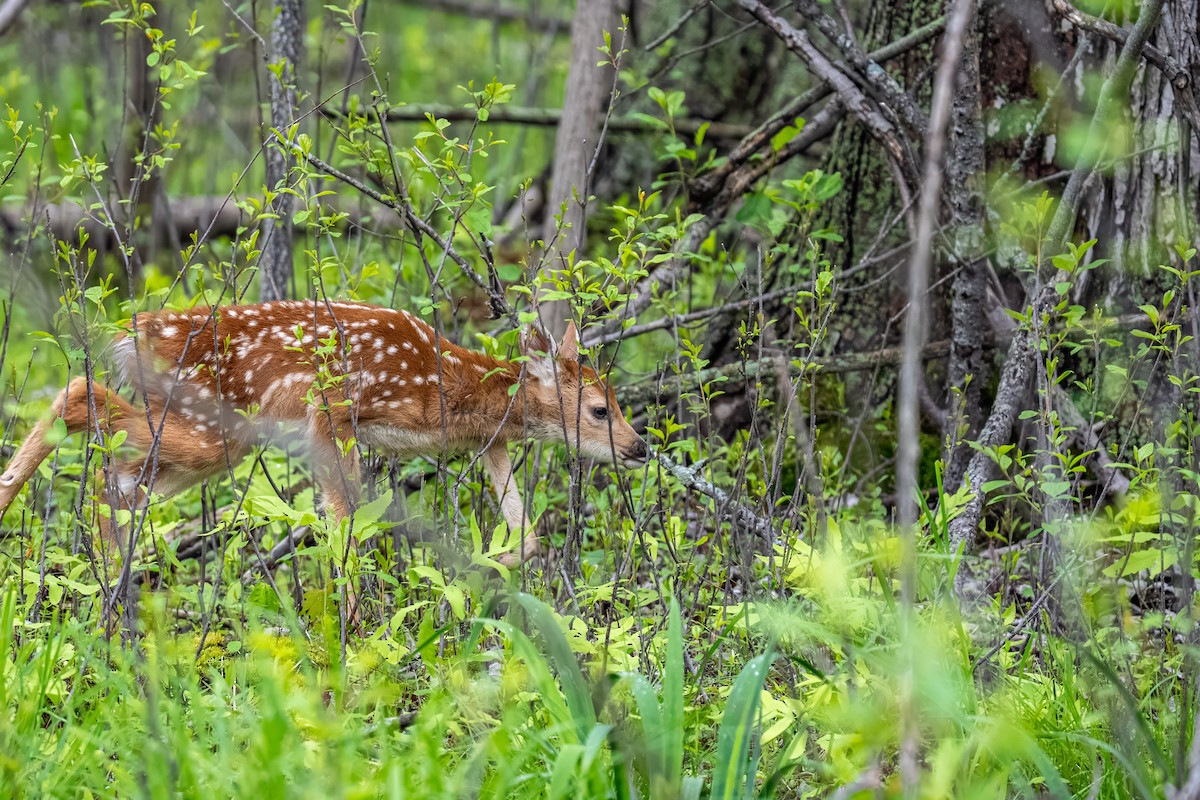 White-tailed Deer - ML638922309
