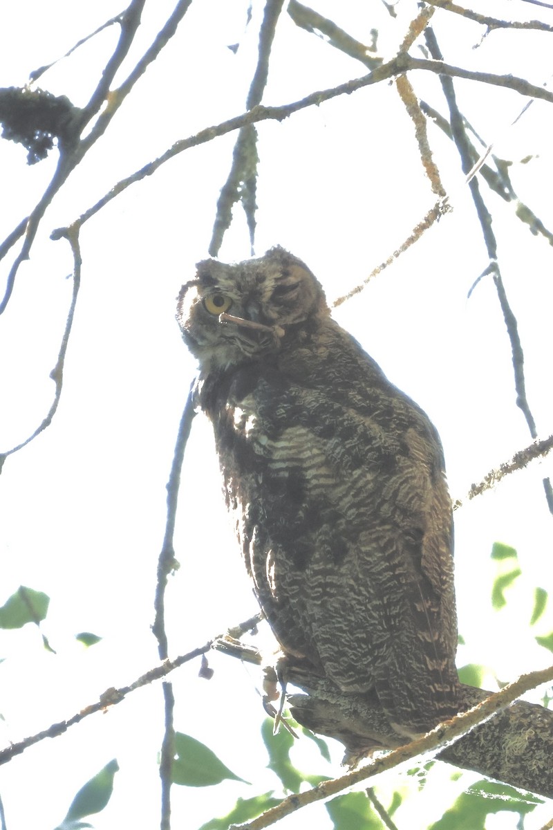 Great Horned Owl - ML638922319