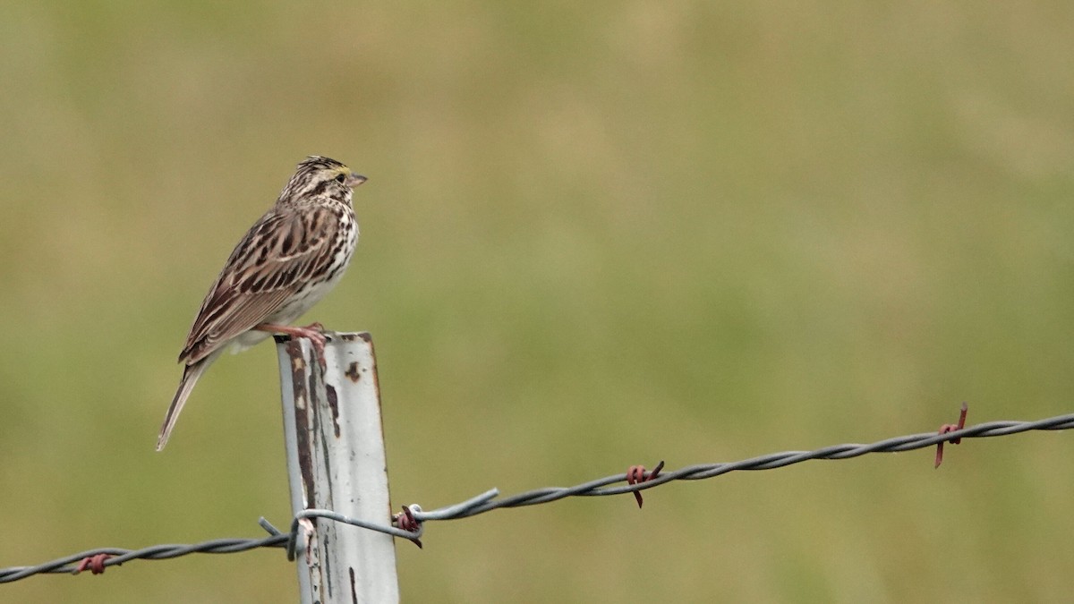 Savannah Sparrow - ML638922324