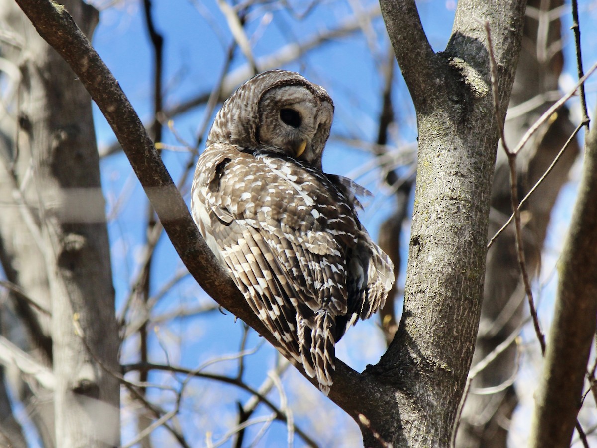 Barred Owl - ML638922348