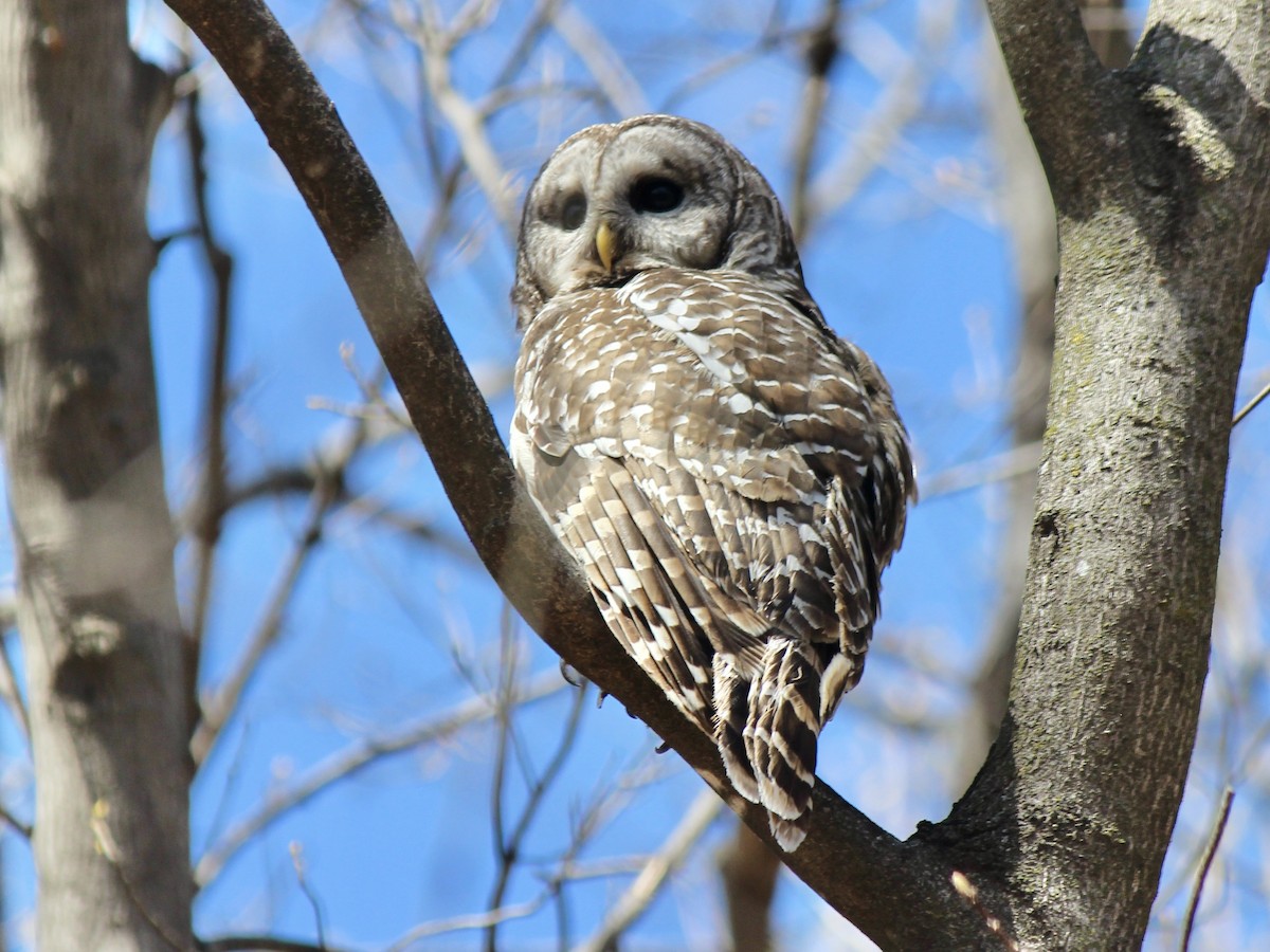 Barred Owl - ML638922363